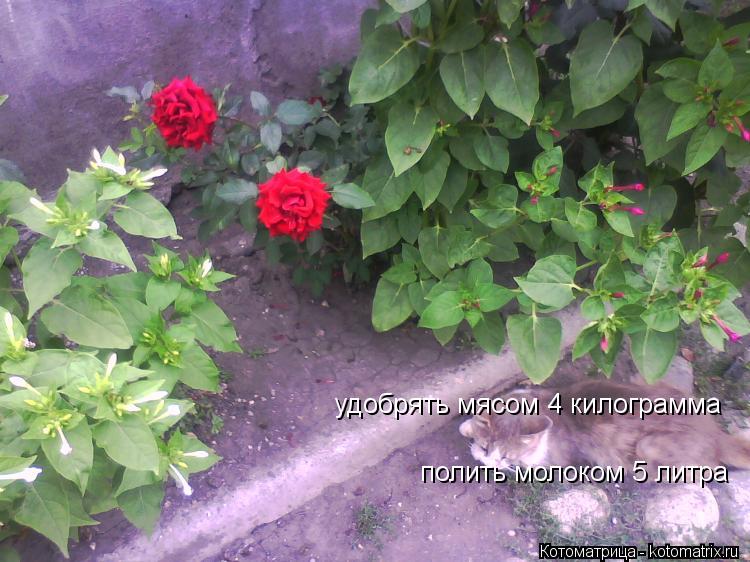 удобрять мясом 4 килограмма полить молоком 5 литра... Котоматрица: удобрять мясом 4 килограмма полить молоком 5 литра