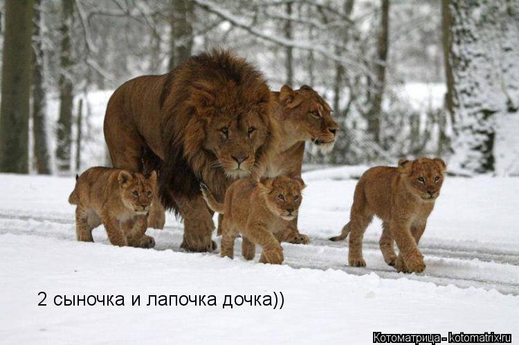 2 сыночка и лапочка дочка))... Котоматрица: 2 сыночка и лапочка дочка))
