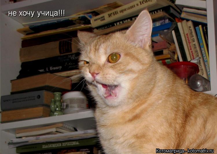 не хочу учица!!!... Котоматрица: не хочу учица!!!