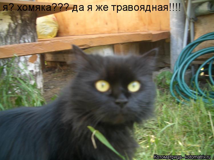 я? хомяка??? да я же травоядная!!!!... Котоматрица: я? хомяка??? да я же травоядная!!!!