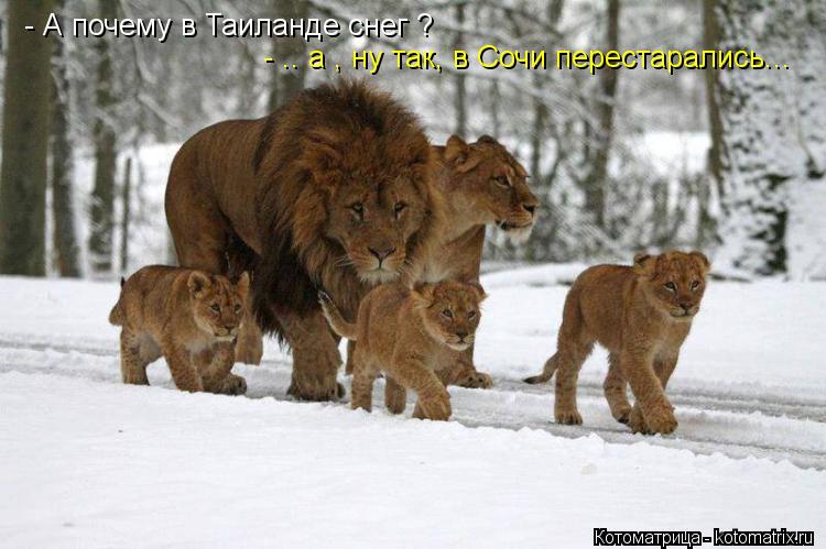 - А почему в Таиланде снег ? - .. а , ну так, в Сочи перестарались...... Котоматрица: - А почему в Таиланде снег ? - .. а , ну так, в Сочи перестарались...