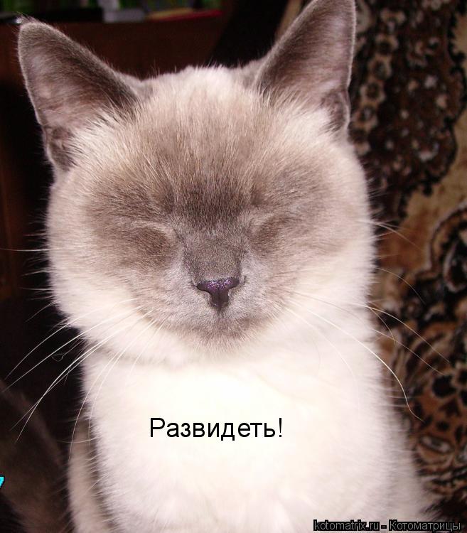 Развидеть!... Котоматрица: Развидеть!