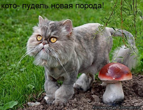 кото- пудель новая порода!... Котоматрица: кото- пудель новая порода!