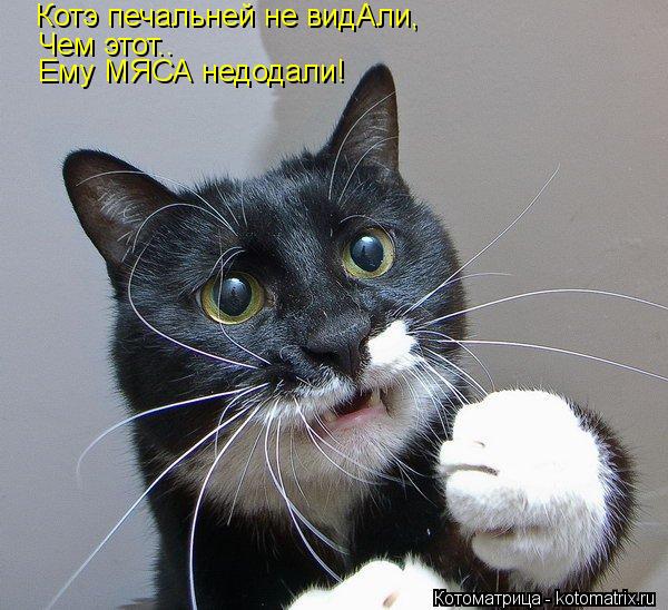 Котэ печальней не видАли, Чем этот.. Ему МЯСА недодали!... Котоматрица: Котэ печальней не видАли, Чем этот.. Ему МЯСА недодали!