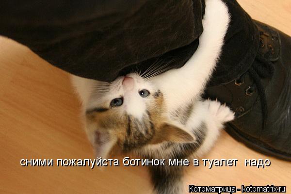 сними пожалуйста ботинок мне в туалет надо... Котоматрица: сними пожалуйста ботинок мне в туалет надо