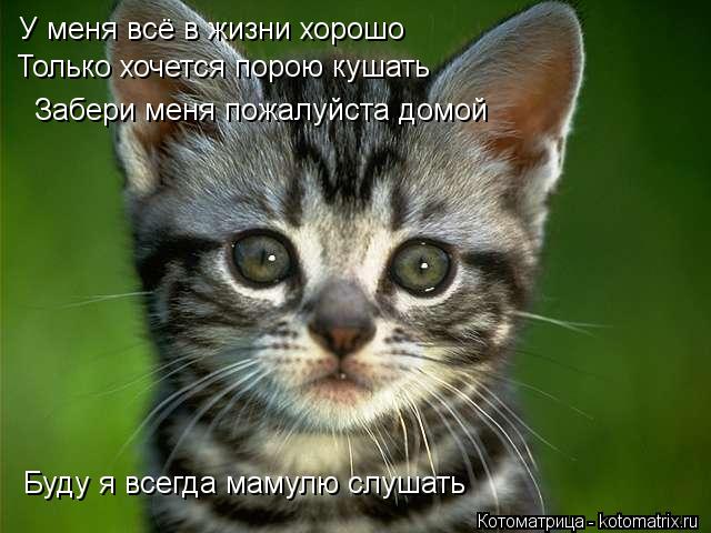 У меня всё в жизни хорошо Забери меня пожалуйста домой Буду я всегда мамулю слушать Только хочется п... Котоматрица: У меня всё в жизни хорошо Забери меня пожалуйста домой Буду я всегда мамулю слушать Только хочется порою кушать