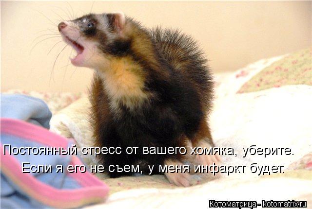 Постоянный стресс от вашего хомяка, уберите. Если я его не съем, у меня инфаркт будет.... Котоматрица: Постоянный стресс от вашего хомяка, уберите. Если я его не съем, у меня инфаркт будет.