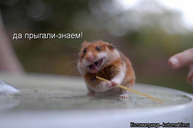 да прыгали-знаем!... Котоматрица: да прыгали-знаем!
