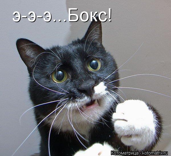 э-э-э...Бокс!... Котоматрица: э-э-э...Бокс!