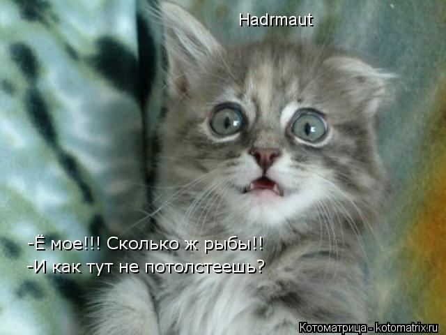 -Ё мое!!! Сколько ж рыбы!! -И как тут не потолстеешь? Hadrmaut... Котоматрица: -Ё мое!!! Сколько ж рыбы!! -И как тут не потолстеешь? Hadrmaut