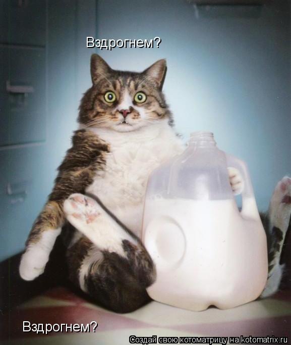 Вздрогнем? Вздрогнем?... Котоматрица: Вздрогнем? Вздрогнем?
