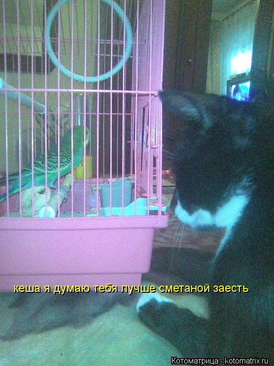 кеша я думаю тебя лучше сметаной заесть... Котоматрица: кеша я думаю тебя лучше сметаной заесть