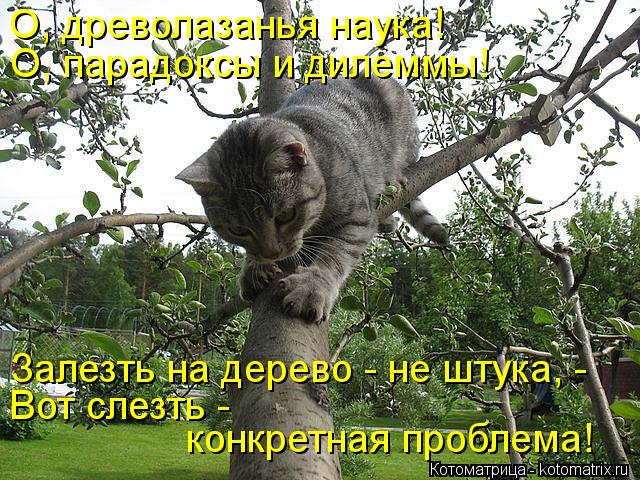 О, древолазанья наука! О, парадоксы и дилеммы! Залезть на дерево - не штука, - Вот слезть - конкретн... Котоматрица: О, древолазанья наука! О, парадоксы и дилеммы! Залезть на дерево - не штука, - Вот слезть - конкретная проблема!