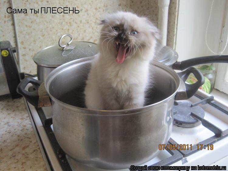 Сама ты ПЛЕСЕНЬ... Котоматрица: Сама ты ПЛЕСЕНЬ