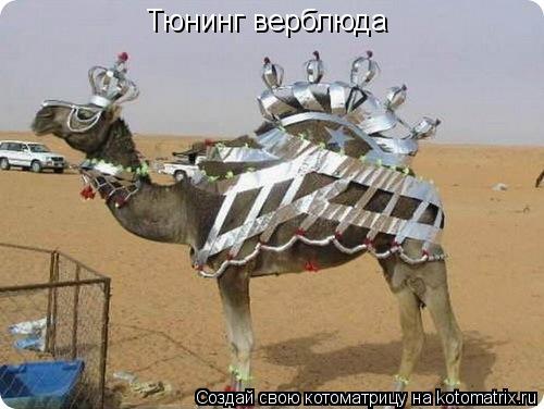 Тюнинг верблюда... Котоматрица: Тюнинг верблюда