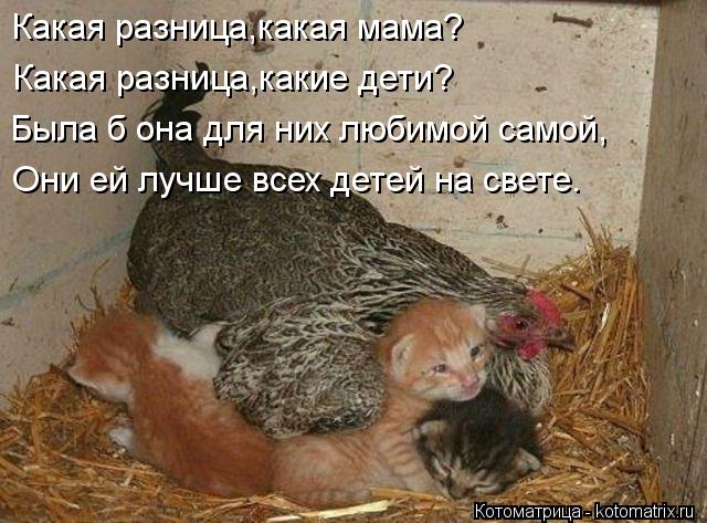 Какая разница,какая мама? Какая разница,какие дети? Была б она для них любимой самой, Они ей лучше вс... Котоматрица: Какая разница,какая мама? Какая разница,какие дети? Была б она для них любимой самой, Они ей лучше всех детей на свете.