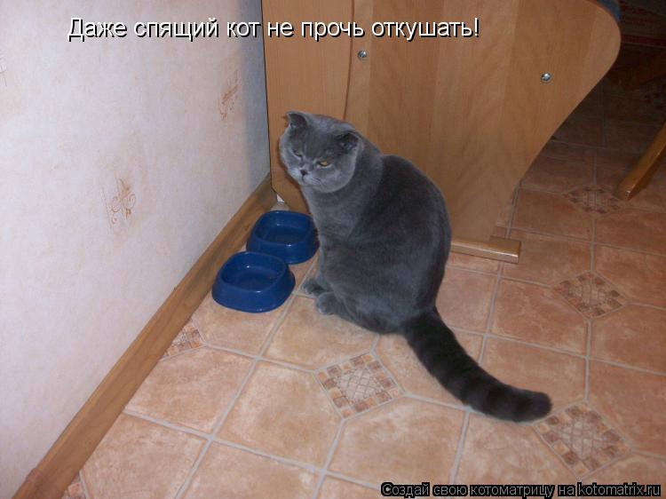 Даже спящий кот не прочь откушать!... Котоматрица: Даже спящий кот не прочь откушать!