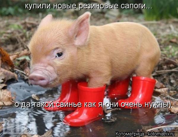 купили новые резиновые сапоги... о да такой свинье как я они очень нужны).... Котоматрица: купили новые резиновые сапоги... о да такой свинье как я они очень нужны).