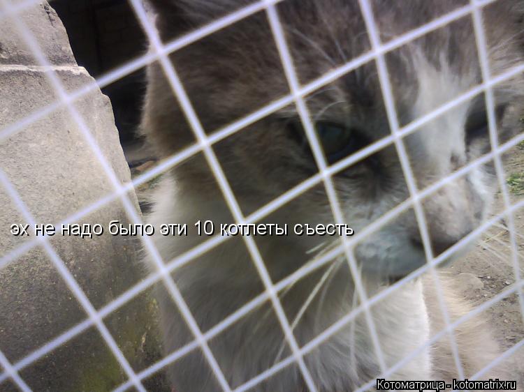 эх не надо было эти 10 котлеты съесть... Котоматрица: эх не надо было эти 10 котлеты съесть