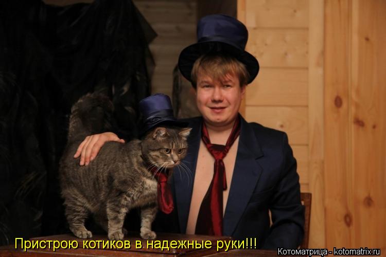 Пристрою котиков в надежные руки!!!... Котоматрица: Пристрою котиков в надежные руки!!!