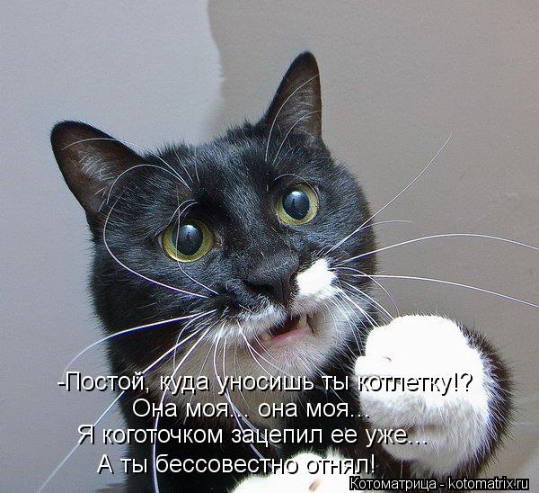 -Постой, куда уносишь ты котлетку!? Она моя... она моя... Я коготочком зацепил ее уже... А ты бессове... Котоматрица: -Постой, куда уносишь ты котлетку!? Она моя... она моя... Я коготочком зацепил ее уже... А ты бессовестно отнял!