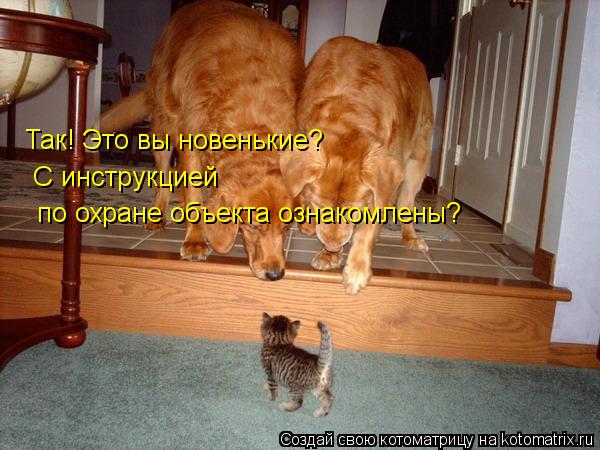Так! Это вы новенькие? С инструкцией по охране объекта ознакомлены?... Котоматрица: Так! Это вы новенькие? С инструкцией по охране объекта ознакомлены?