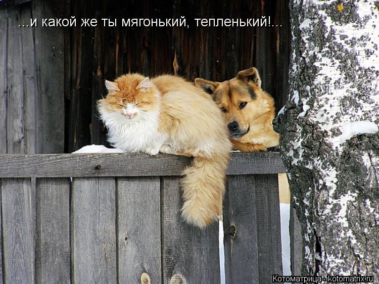 ...и какой же ты мягонький, тепленький!...... Котоматрица: ...и какой же ты мягонький, тепленький!...