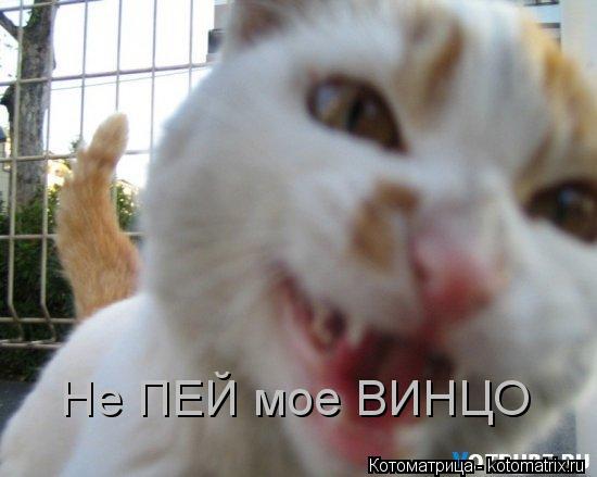 Не ПЕЙ мое ВИНЦО... Котоматрица: Не ПЕЙ мое ВИНЦО