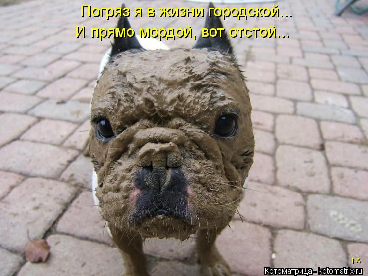 Погряз я в жизни городской... И прямо мордой, вот отстой... FA... Котоматрица: Погряз я в жизни городской... И прямо мордой, вот отстой... FA
