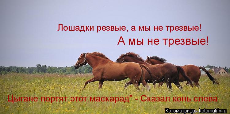 Лошадки резвые, а мы не трезвые! А мы не трезвые! Цыгане портят этот маскарад" - Сказал конь слева... Котоматрица: Лошадки резвые, а мы не трезвые! А мы не трезвые! Цыгане портят этот маскарад" - Сказал конь слева
