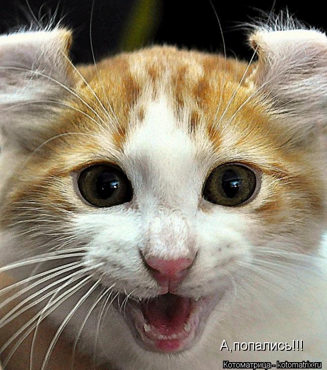 А,попались!!!... Котоматрица: А,попались!!!