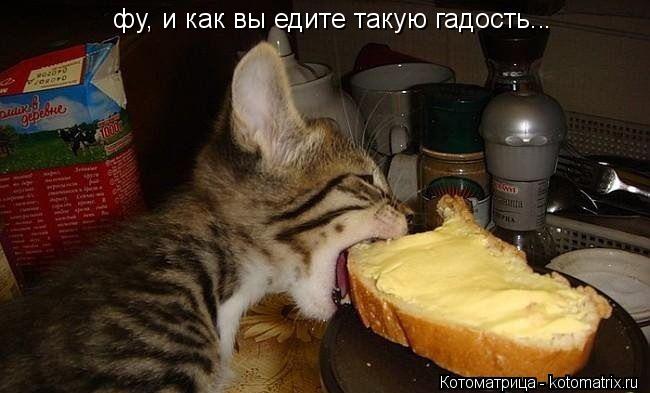 фу, и как вы едите такую гадость.. .... Котоматрица: фу, и как вы едите такую гадость.. .