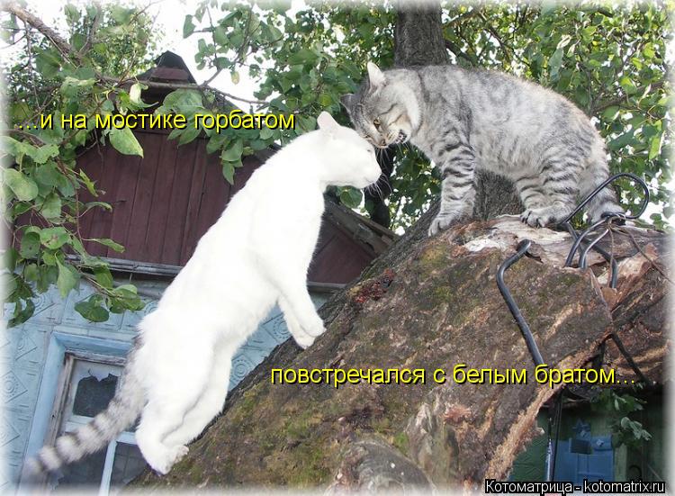 ...и на мостике горбатом повстречался с белым братом...... Котоматрица: ...и на мостике горбатом повстречался с белым братом...