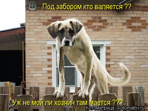 Под забором кто валяется ?? Уж не мой ли хозяин там мается ???... Котоматрица: Под забором кто валяется ?? Уж не мой ли хозяин там мается ???