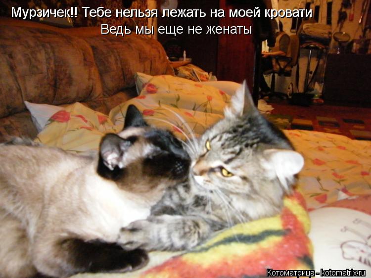 Мурзичек!! Тебе нельзя лежать на моей кровати Мурзичек!! Тебе нельзя лежать на моей кровати Ведь мы е... Котоматрица: Мурзичек!! Тебе нельзя лежать на моей кровати Мурзичек!! Тебе нельзя лежать на моей кровати Ведь мы еще не женаты