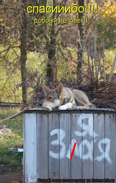 / спасииибо!!!! добрый человек!!... Котоматрица: / спасииибо!!!! добрый человек!!