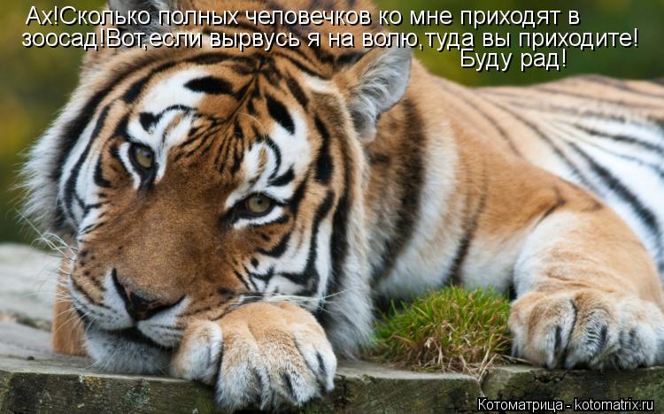 Ах!Сколько полных человечков ко мне приходят в зоосад!Вот,если вырвусь я на волю,туда вы приходите! Б... Котоматрица: Ах!Сколько полных человечков ко мне приходят в зоосад!Вот,если вырвусь я на волю,туда вы приходите! Буду рад!