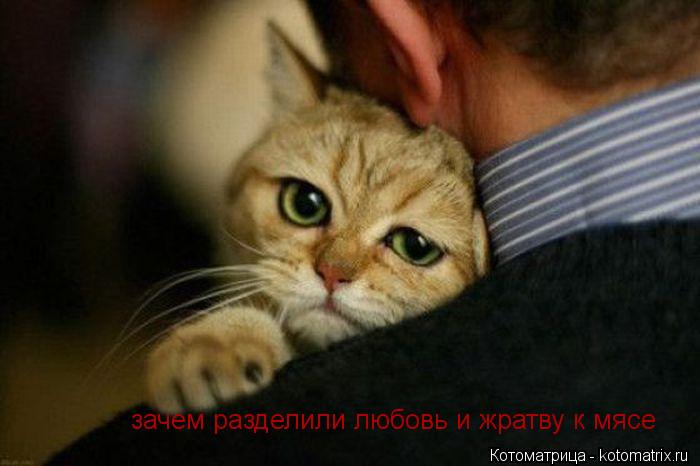 зачем разделили любовь и жратву к мясе... Котоматрица: зачем разделили любовь и жратву к мясе