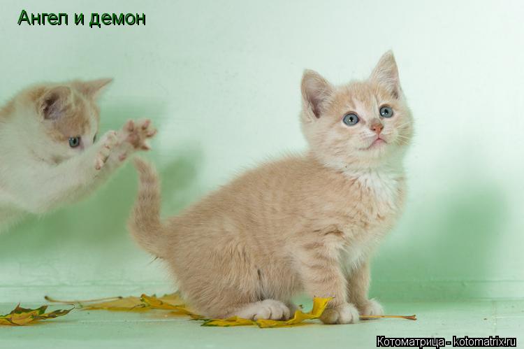 Ангел и демон... Котоматрица: Ангел и демон