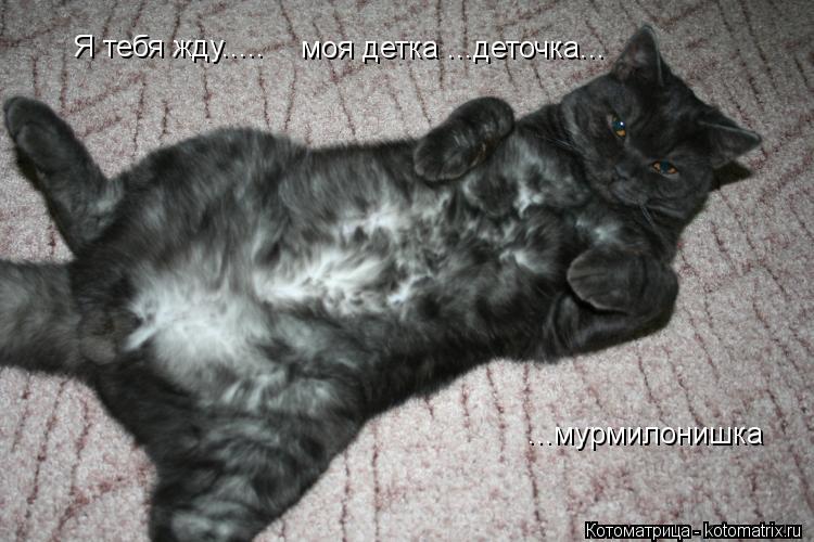 Я тебя жду..... моя детка ...деточка... ...мурмилонишка... Котоматрица: Я тебя жду..... моя детка ...деточка... ...мурмилонишка