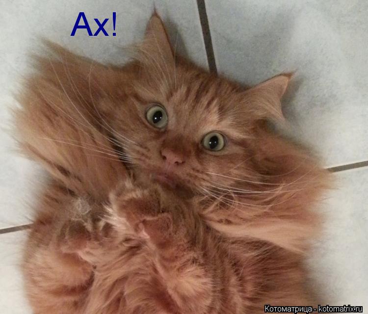 Ах!... Котоматрица: Ах!
