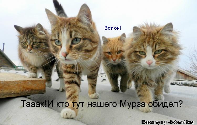 Вот он! Тааак!И кто тут нашего Мурза обидел?... Котоматрица: Вот он! Тааак!И кто тут нашего Мурза обидел?