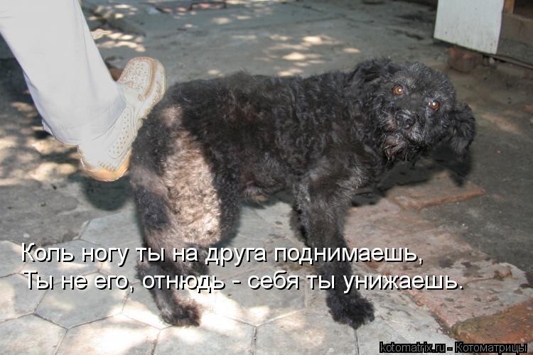Коль ногу ты на друга поднимаешь, Ты не его, отнюдь - себя ты унижаешь.... Котоматрица: Коль ногу ты на друга поднимаешь, Ты не его, отнюдь - себя ты унижаешь.