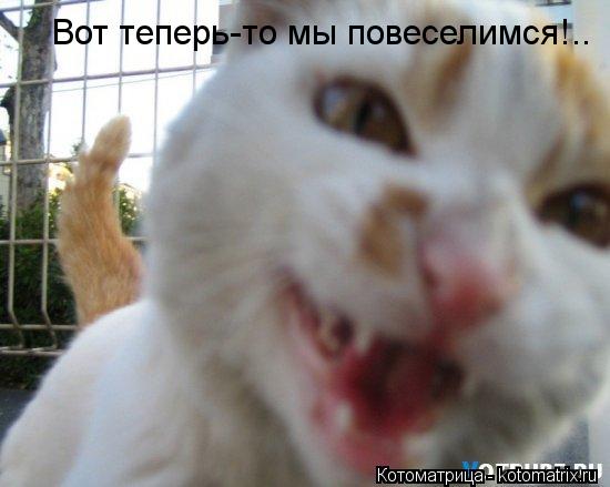 Вот теперь-то мы повеселимся!..... Котоматрица: Вот теперь-то мы повеселимся!..