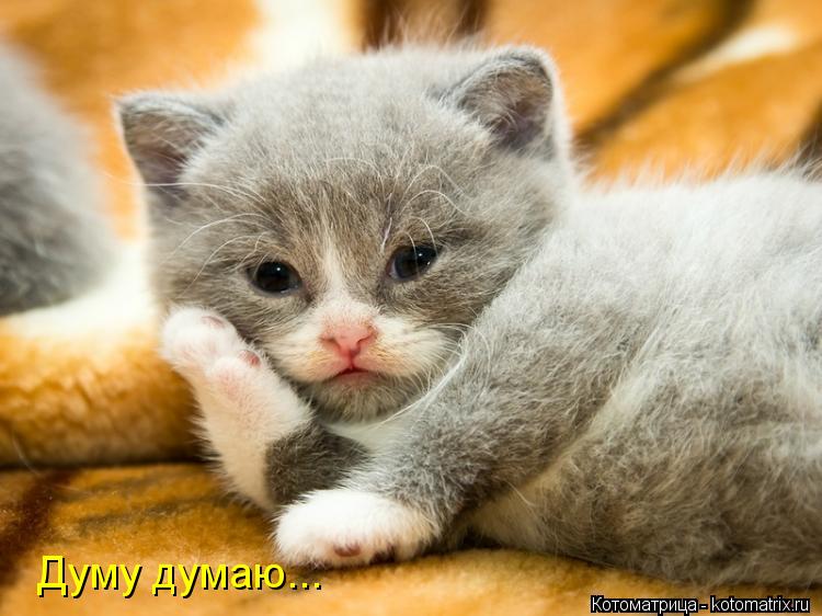Думу думаю...... Котоматрица: Думу думаю...