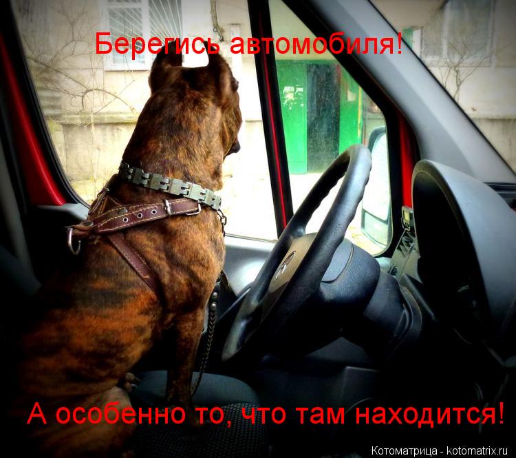 Берегись автомобиля! А особенно то, что там находится!... Котоматрица: Берегись автомобиля! А особенно то, что там находится!