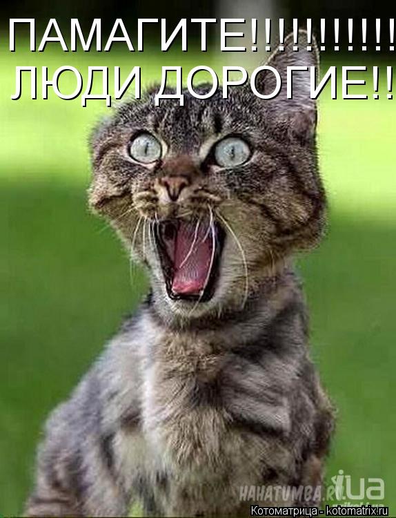 ПАМАГИТЕ!!!!!!!!!!!! ЛЮДИ ДОРОГИЕ!!... Котоматрица: ПАМАГИТЕ!!!!!!!!!!!! ЛЮДИ ДОРОГИЕ!!