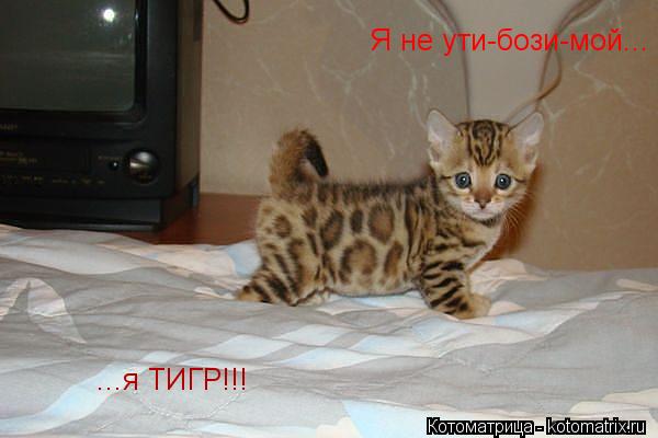 ...я ТИГР!!! Я не ути-бози-мой...... Котоматрица: ...я ТИГР!!! Я не ути-бози-мой...