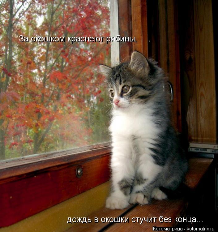 дождь в окошки стучит без конца... За окошком краснеют рябины,... Котоматрица: дождь в окошки стучит без конца... За окошком краснеют рябины,