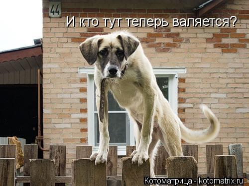 И кто тут теперь валяется?... Котоматрица: И кто тут теперь валяется?